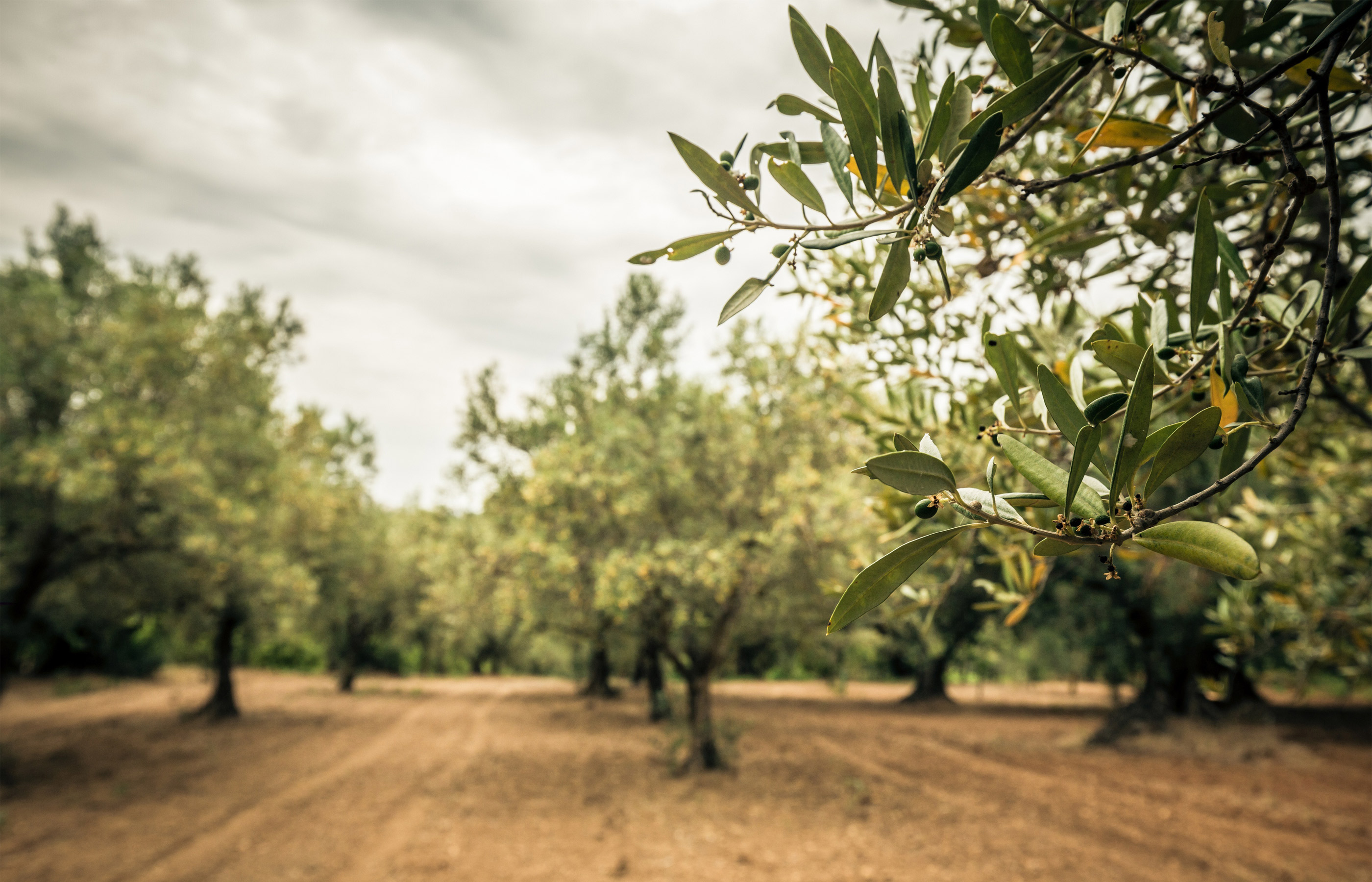 Huilerie ANNOR - Accueil